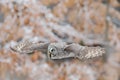 Great Grey Owl, Strix nebulosa, flying bird in the white snow trees with orange autumn forest background Royalty Free Stock Photo