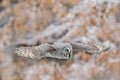 Great Grey Owl, Strix nebulosa, flying bird in the white snow trees with orange autumn forest background Royalty Free Stock Photo