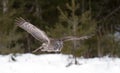 Great grey owl (Strix nebulosa) in flight hunting over a snow covered field in Canada Royalty Free Stock Photo