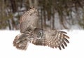 Great grey owl (Strix nebulosa) hunting over a snow covered field in Canada Royalty Free Stock Photo