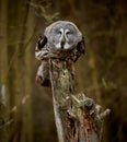 Great grey owl, Strix nebulosa in forest