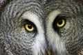 Great grey owl with staring eyes Royalty Free Stock Photo