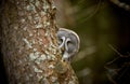 Great grey owl, Strix nebulosa, hidden behind tree trunk