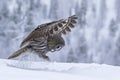 Great Grey Owl, Strix nebulosa hunting Royalty Free Stock Photo