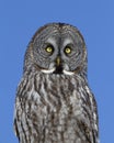 A Great grey owl, Strix nebulosa isolated against a blue background perched in a tree hunting in Canada Royalty Free Stock Photo