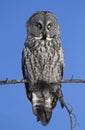 A Great grey owl, Strix nebulosa isolated against a blue background perched in a tree hunting in Canada Royalty Free Stock Photo
