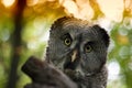 Great grey owl Strix nebulosa Royalty Free Stock Photo