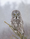 A Great grey owl Strix nebulosa perched in a tree with snow falling in Canada Royalty Free Stock Photo