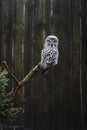 Great Grey Owl (Strix nebulosa) Royalty Free Stock Photo