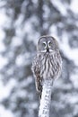 Great grey owl, Strix nebulosa perched on a tree trunk Royalty Free Stock Photo