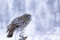 Great grey owl, Strix nebulosa in snowfall Royalty Free Stock Photo