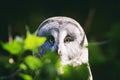 Great Grey Owl Strix Nebulosa