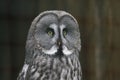 Great grey owl Strix nebulosa