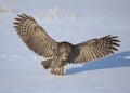 Great grey owl (Strix nebulosa) isolated against a white background hunting over a snow covered field in Canada Royalty Free Stock Photo