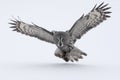 Great-grey owl, Strix nebulosa Royalty Free Stock Photo
