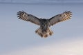 Great-grey owl, Strix nebulosa Royalty Free Stock Photo