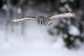 Great-grey owl, Strix nebulosa Royalty Free Stock Photo