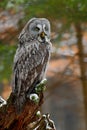 Great grey owl, Strix nebulosa, sitting on broken down tree stump with green forest in background Royalty Free Stock Photo