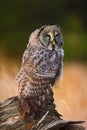 Great grey owl, Strix nebulosa, sitting on old tree trunk with grass, portrait with yellow eyes