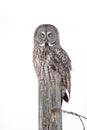 Great grey owl (Strix nebulosa) isolated against a white background perched on a post hunting over a snow covered field Royalty Free Stock Photo