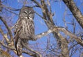 Great Grey owl Royalty Free Stock Photo