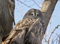 Great Grey owl Royalty Free Stock Photo