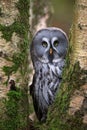 Great Grey Owl, Strix nebulosi Royalty Free Stock Photo