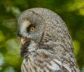 Great grey owl strix portrait looking wisely