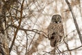 Great grey owl in thick forest of cottonwood trees in middle of