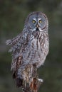 Great grey owl (Strix nebulosa) perched on a post hunting over a snow covered field in Canada Royalty Free Stock Photo