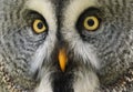 The great grey owl is a very large owl, documented as the world\'s largest species of owl by length. Royalty Free Stock Photo