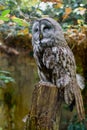Great grey owl is a very large owl. Plumage of the face. Close up Royalty Free Stock Photo