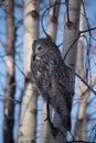 Great Grey Owl