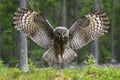 Great Grey Owl wingspread in forest Royalty Free Stock Photo