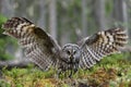 Great grey owl wingspread in forest landscape Royalty Free Stock Photo