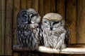 Great Grey Owls