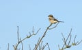 Great Grey Shrike; Klapekster; Lanius excubitor