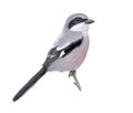 Great grey shrike