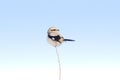 Great Grey Shrike / Lanius excubitor Royalty Free Stock Photo