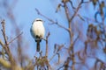 Great grey shrike Lanius excubitor