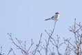 Great grey shrike Lanius excubitor