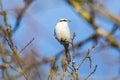 Great grey shrike Lanius excubitor