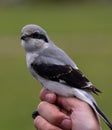 Great Grey Shrike at Ottenby Bird Observatory, Sweden