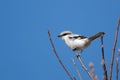 Great grey shrike Royalty Free Stock Photo
