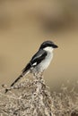 Great grey shrike watching for pray Royalty Free Stock Photo
