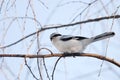 Great Grey Shrike