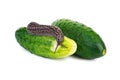 Great grey slug eat cucumber Royalty Free Stock Photo