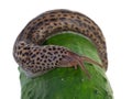 Great grey slug eat cucumber Royalty Free Stock Photo