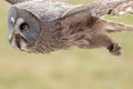 Great Grey 0wl Strix nebulosa flying. Bird of prey flight. Royalty Free Stock Photo