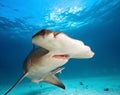 Great hammerhead Royalty Free Stock Photo